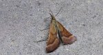 Synaphe punctalis
