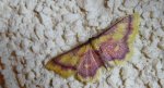 Krocznik zorzak (Idaea muricata)