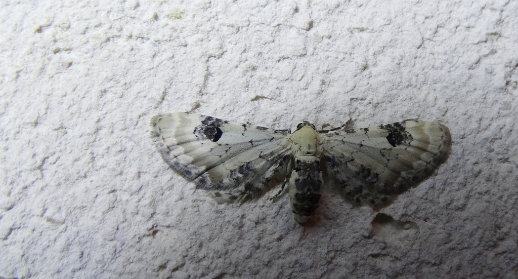 Grotnik chabrowiak (Eupithecia centaureata)