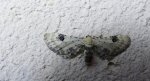 Grotnik chabrowiak (Eupithecia centaureata)