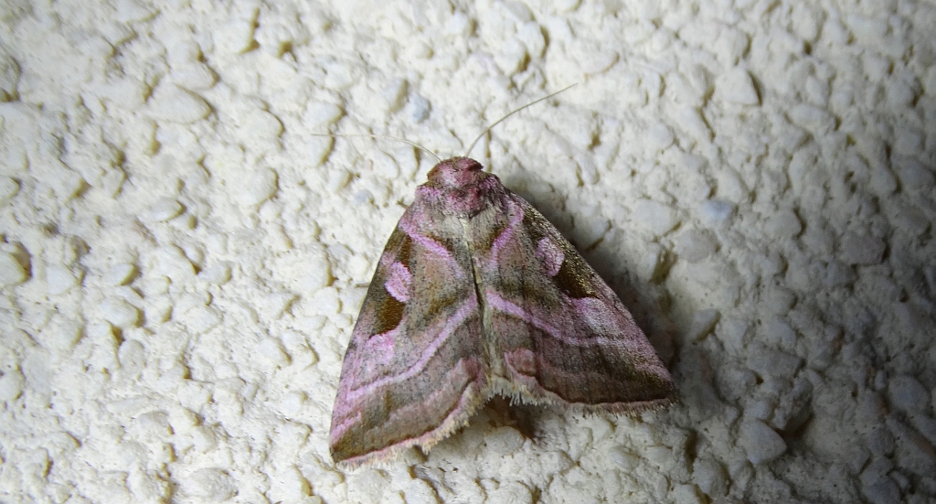 Eucarta virgo