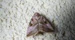 Eucarta virgo