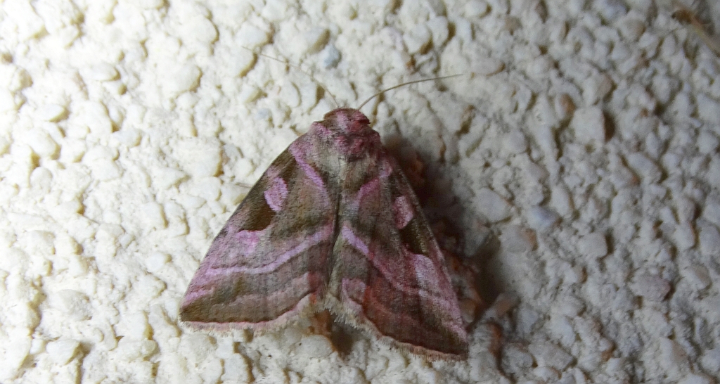 Eucarta virgo