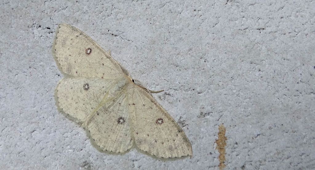 Świerzbik białokropek (Cyclophora albipunctata)