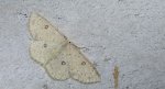 Świerzbik białokropek (Cyclophora albipunctata)