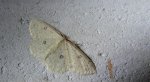 Świerzbik białokropek (Cyclophora albipunctata)