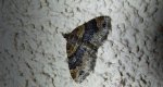 Paśnik rdzawiak (Xanthorhoe ferrugata)