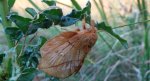 Barczatka napójka, napójka łąkówka (Euthrix potatoria)