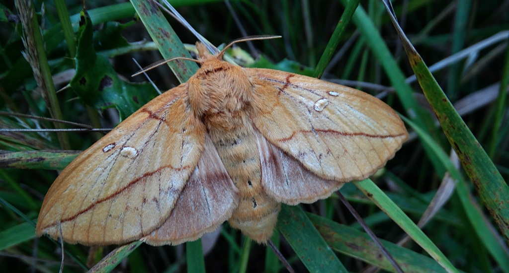 Barczatka napójka, napójka łąkówka (Euthrix potatoria)