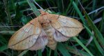 Barczatka napójka, napójka łąkówka (Euthrix potatoria)