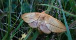 Barczatka napójka, napójka łąkówka (Euthrix potatoria)