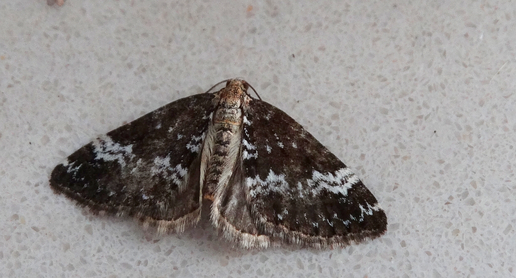 Peryzoma lepniczanka (Perizoma affinitata)