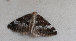 Peryzoma lepniczanka (Perizoma affinitata)