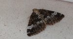 Peryzoma lepniczanka (Perizoma affinitata)