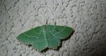 Miernik kędziorek (Thalera fimbrialis)