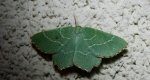 Miernik kędziorek (Thalera fimbrialis)