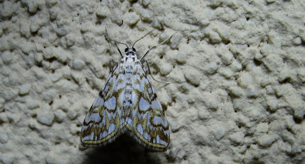 Nimfa świtezianka (Elophila nymphaeata)