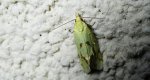Agapeta hamana