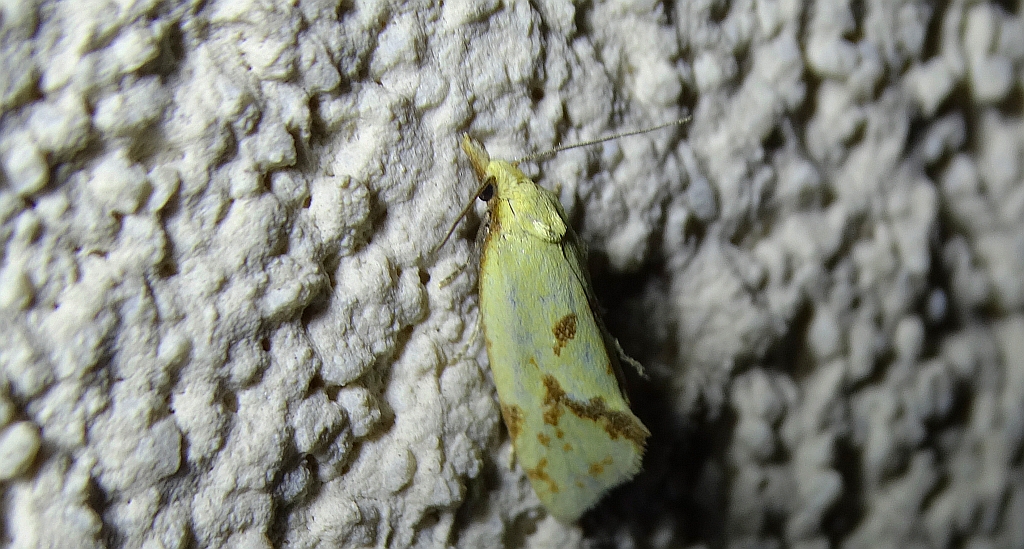 Agapeta hamana