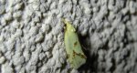 Agapeta hamana
