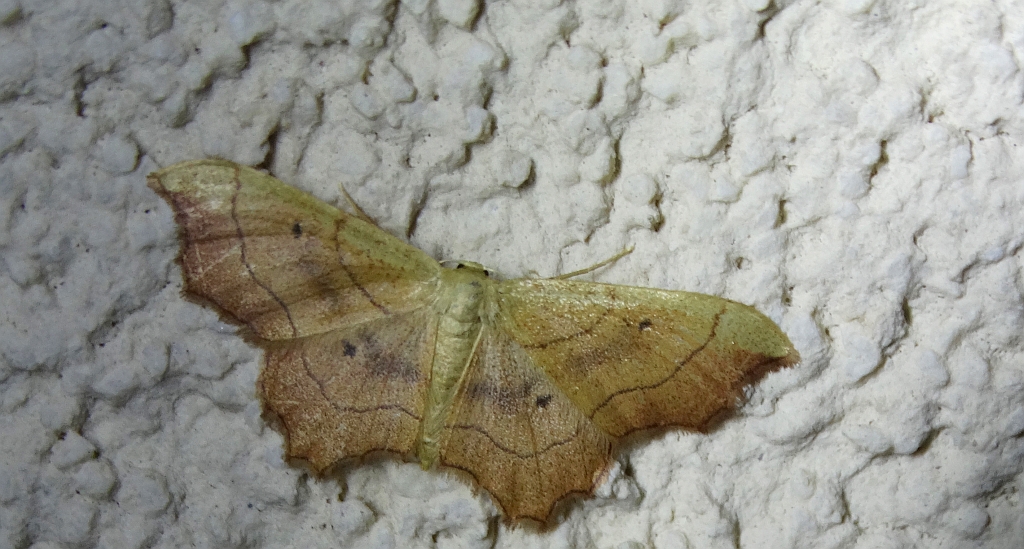 Krocznik wycinek (Idaea emarginata)
