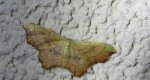 Krocznik wycinek (Idaea emarginata)