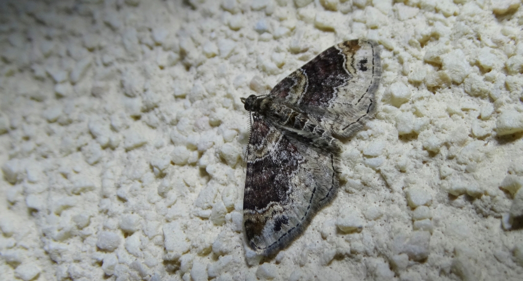 Paśnik rdzawiak (Xanthorhoe ferrugata)
