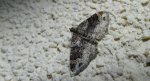 Paśnik rdzawiak (Xanthorhoe ferrugata)