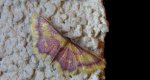 Krocznik zorzak (Idaea muricata)