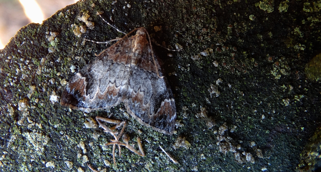 Paśnik cytryniak (Dysstroma citrata)