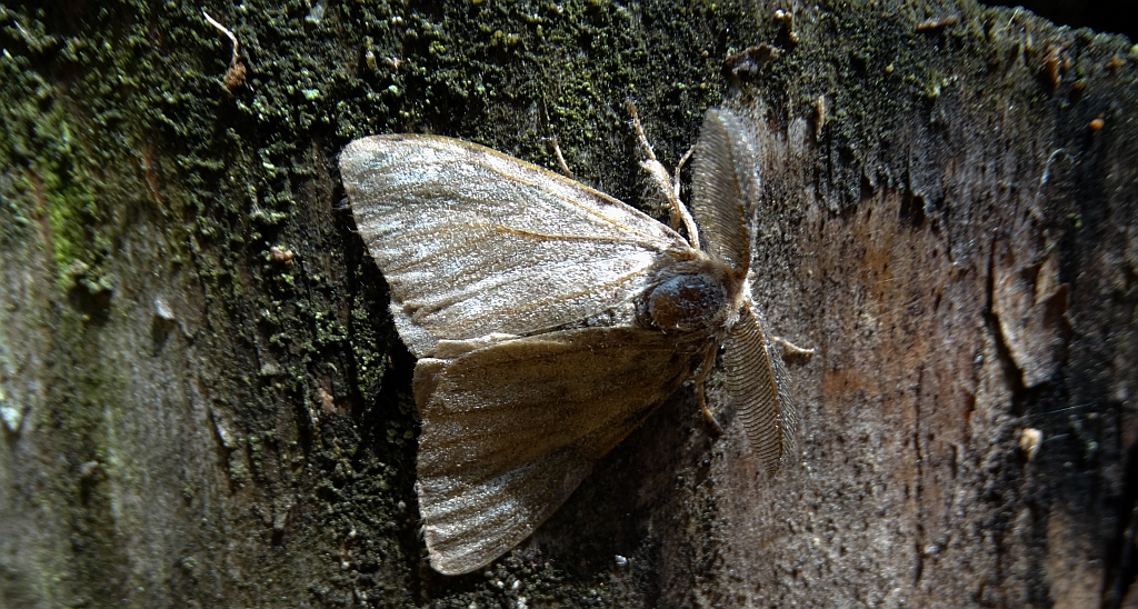Brudnica detryta, brudnica mniejsza (Parocneria detrita)