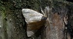 Brudnica detryta, brudnica mniejsza (Parocneria detrita)