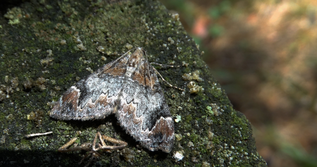 Paśnik cytryniak (Dysstroma citrata)