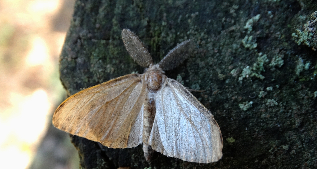 Brudnica detryta, brudnica mniejsza (Parocneria detrita)