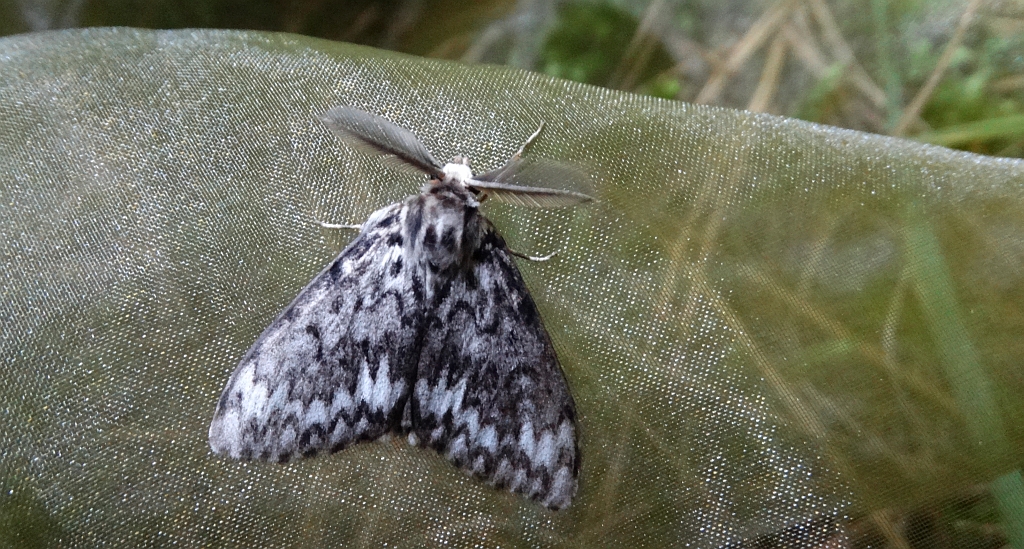 Brudnica mniszka (Lymantria monacha)