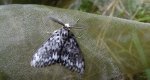Brudnica mniszka (Lymantria monacha)