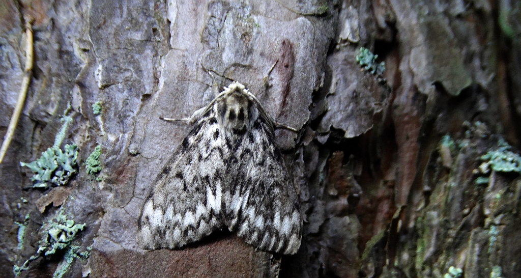 Brudnica mniszka (Lymantria monacha)
