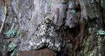 Brudnica mniszka (Lymantria monacha)