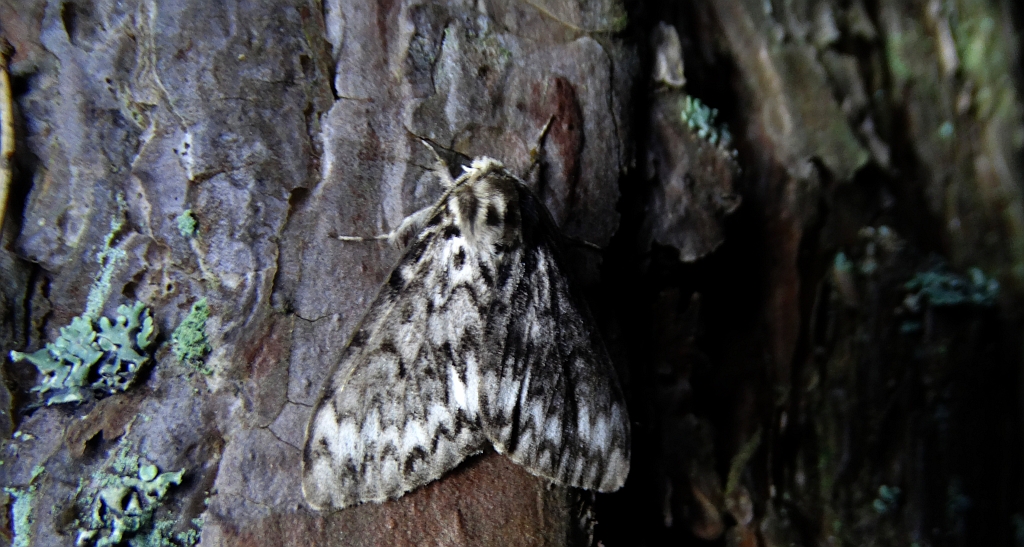 Brudnica mniszka (Lymantria monacha)