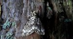 Brudnica mniszka (Lymantria monacha)