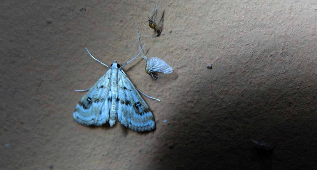 Parapoynx stratiotata