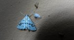 Parapoynx stratiotata