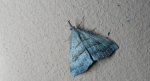 Rozszczepka śnicianka (Hypena proboscidalis)
