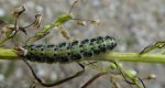 Bielinek kapustnik (Pieris brassicae)