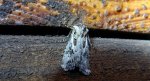 Rolnica szkółkówka (Agrotis vestigialis)
