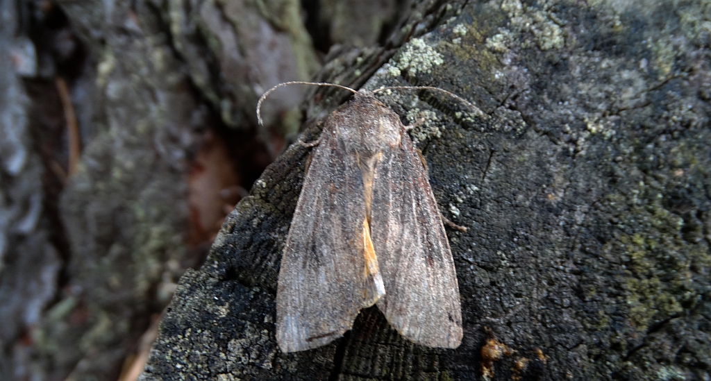 Rolnica tasiemka (Noctua pronuba)