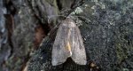 Rolnica tasiemka (Noctua pronuba)
