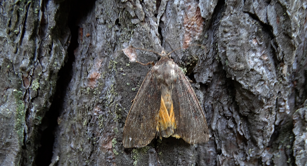 Rolnica tasiemka (Noctua pronuba)