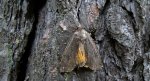 Rolnica tasiemka (Noctua pronuba)