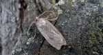 Rolnica tasiemka (Noctua pronuba)